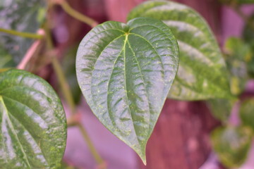 Piper sarmentosum, Piperaceae, Chaplu leaves, Green herb betel leaf or Chaplu leaves. Herb in Thailand