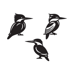 Silhouettes of kingfisher bird vector on white background. 