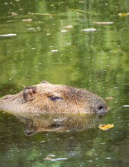 Muzzle of a Capybara or Hydrochoerus hydrochaeris swimming in water