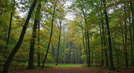 Obraz premium Autumns embrace A forest path bathed in the light of turning leaves