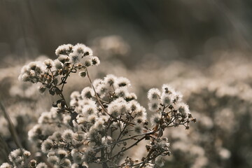 ふわふわ綿毛の花畑