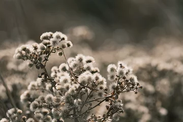 ふわふわ綿毛の花畑 © rei