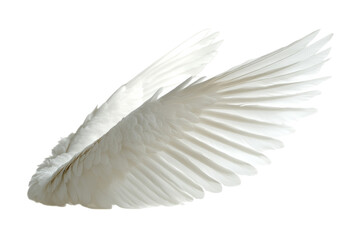 Naklejka premium A single white bird wing