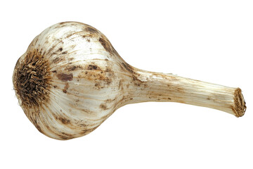 Single garlic bulb closeup