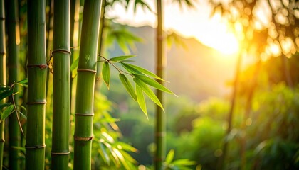Obraz premium bamboo forest background