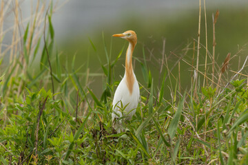首を回すアマサギ