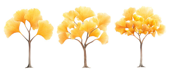 Watercolor painting of three ginkgo trees with vibrant yellow autumn leaves isolated on transparent background