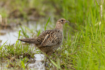 泥濘を進むキジの雌
