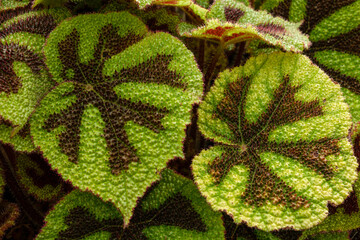 Closeup of textured rex begonia leaves with star pattern