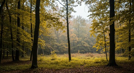 Obraz premium Misty Autumnal Forest Golden Canopy Fallen Leaves