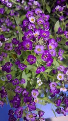 purple flowers in the garden