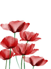 Obraz premium Watercolor Red Poppy