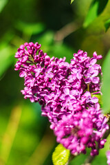 Fresh vibrant lilac flowers blooming against lush green background