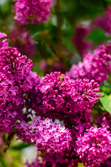 Honey bee on vibrant lilac flowers in spring garden