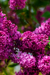 Bee flying over blooming lilac flowers on a sunny spring day