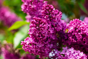 Honeybee flying over lilac blossoms in vibrant springtime garden