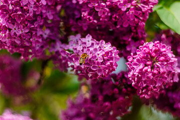 Obraz premium Honeybee pollinating vibrant lilac flowers in spring garden sunlight
