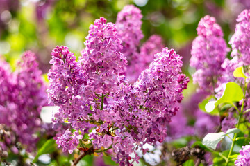 Obraz premium Bright lilac flower clusters blooming in a lush spring garden