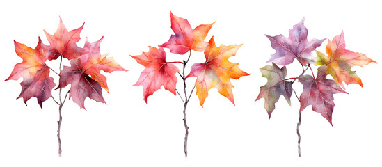 Watercolor painting of three maple trees with vibrant autumn leaves in shades of yellow, orange, and purple isolated on transparent background