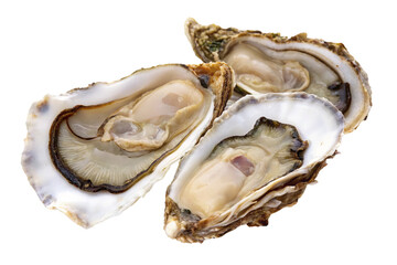 A close up studio shot of three opened oysters showing the meat and shell on a black background plain scene