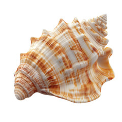 An elegant seashell whispers of ocean journeys and peaceful shores with on transparent background
