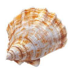 Fototapeta premium Orange and white seashell conch isolated close-up isolated on Transparent Background