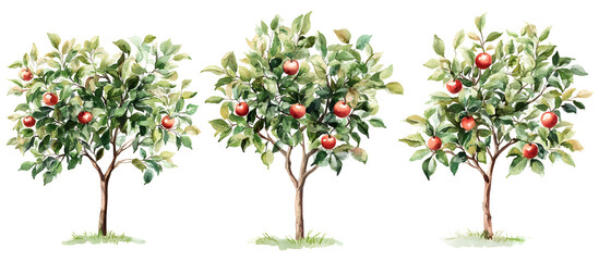 Watercolor illustration of apple trees with ripe apples on branches and green leaves isolated on transparent background