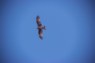 A hawk soars in the sky