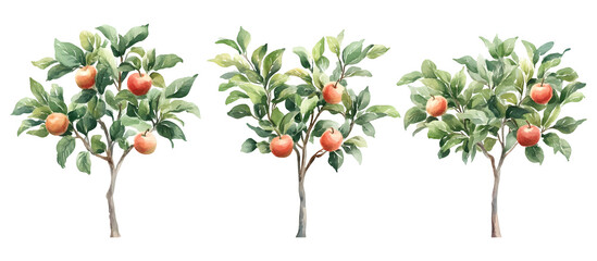 Watercolor illustration of apple trees with ripe apples on branches and green leaves isolated on transparent background