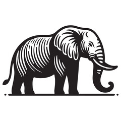 A elephant