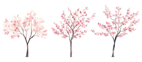 Watercolor illustration of three cherry blossom trees with pink flowers isolated on transparent background