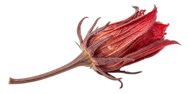 Dried Flower Bud Closeup, Isolated on Transparent Background, Botanical Illustration, Red Bloom, Plant, Floral, Macro