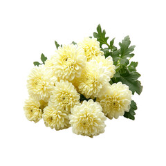Bouquet of Creamy Yellow Chrysanthemums