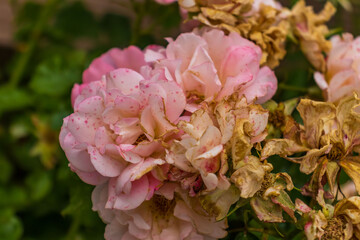 Obraz premium Orange and pink color rose Idea for postcards, greetings, invitations, posters, wedding and Birthday decoration, background