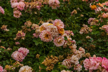 Orange and pink color rose Idea for postcards, greetings, invitations, posters, wedding and Birthday decoration, background