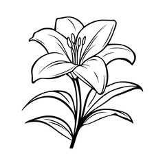 A black and white line art illustration of blooming lily flowers for coloring pages	
