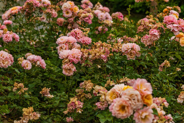 Orange and pink color rose Idea for postcards, greetings, invitations, posters, wedding and Birthday decoration, background