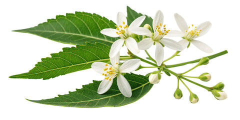 Neem Flowers Bouquet, Isolated on Transparent Background, Floral Illustration, Botanical Art, Neem, Flower, Plant
