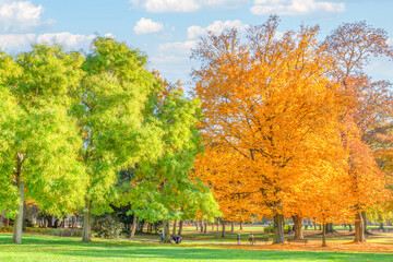 Obraz premium Trees with Green and Orange Leaves in a Sunny Park, People Enjoying Nature