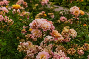 Orange and pink color rose Idea for postcards, greetings, invitations, posters, wedding and Birthday decoration, background