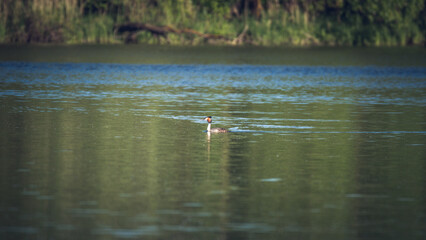 waterfowl swims on the lake