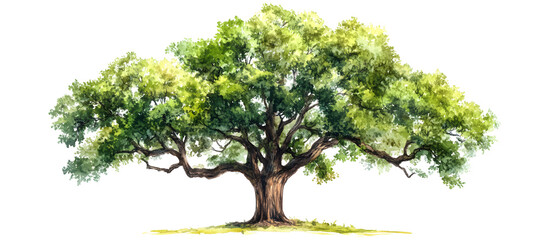 Watercolor illustration of an old oak tree with wide branches and lush green leaves isolated on transparent background