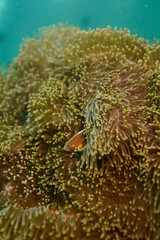 Beautiful clownfish in the anemone in the warm tropical water of Thailand, Similan islands in the Andaman Sea in Asia. Underwater scuba diving