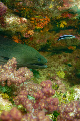 Beautiful green moray eel swimming in the colourful coral reef in the Similan Islands in Thailand, Andaman Sea in Asia. Scuba Diving underwater photography