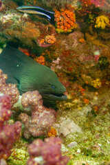 Beautiful green moray eel swimming in the colourful coral reef in the Similan Islands in Thailand, Andaman Sea in Asia. Scuba Diving underwater photography