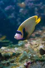 Beautiful emperor angelfish angel fish swimming in the colourful coral reef in the Similan Islands in Thailand, Andaman Sea in Asia. Scuba Diving underwater photography