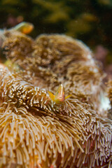 Beautiful clownfish in the anemone in the warm tropical water of Thailand, Similan islands in the Andaman Sea in Asia. Underwater scuba diving