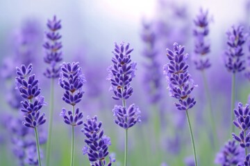 Fototapeta premium Lavender blossoms blooming in tranquil fields nature photography serene environment close-up view