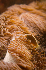 Beautiful clownfish in the anemone in the warm tropical water of Thailand, Similan islands in the Andaman Sea in Asia. Underwater scuba diving