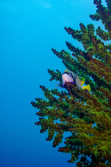 Beautiful emperor angelfish angel fish swimming in the colourful coral reef in the Similan Islands in Thailand, Andaman Sea in Asia. Scuba Diving underwater photography